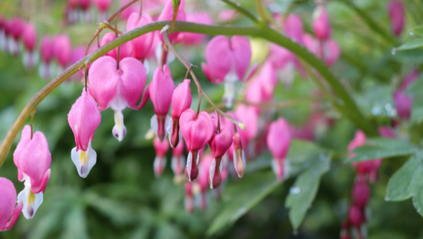 Ovo je prava INFUZIJA za cveće! Vraća u život biljke koje su već sasušene, ne košta ništa, a baš ČINI ČUDA