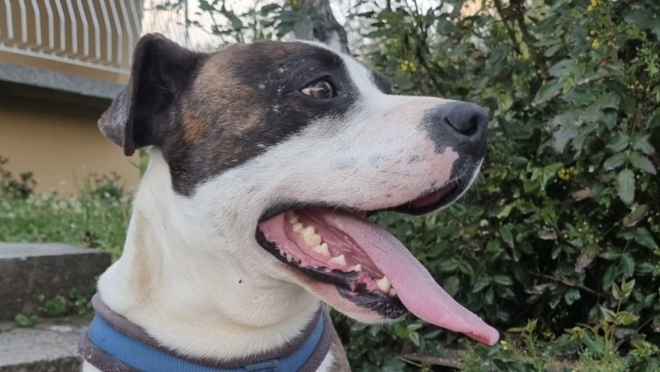 IZUJEDALI I GRAĐANE I BUDŽETE Četiri opštine Zlatiborskog okruga zajedno u borbi protiv pasa lutalica