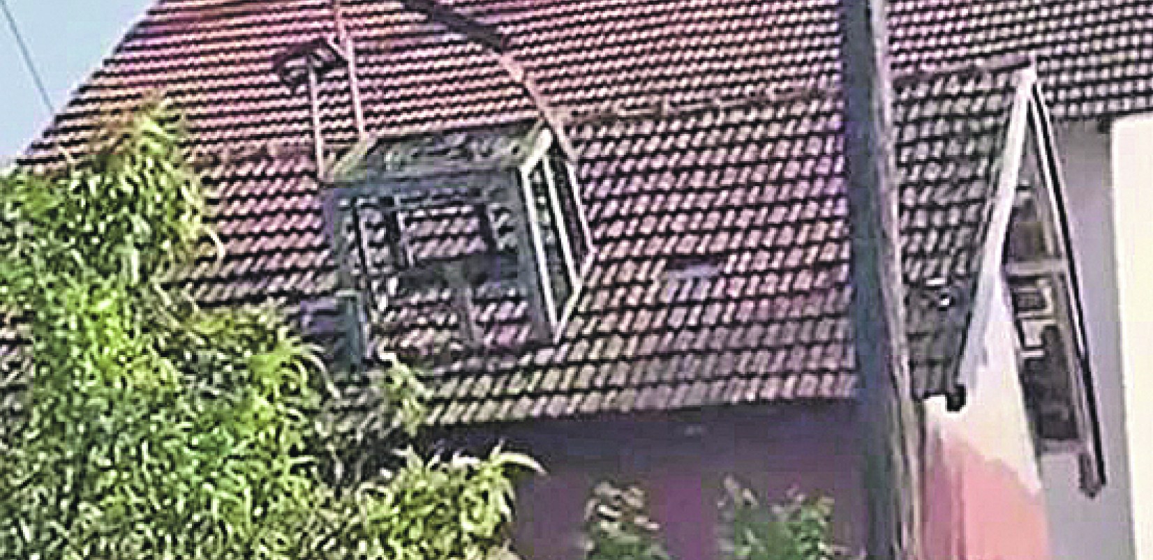 (UZNEMIRUJUĆE FOTOGRAFIJE) DEČAK OBESIO PET PASA Stravičan slučaj prijavljen policiji kod Leskovca!