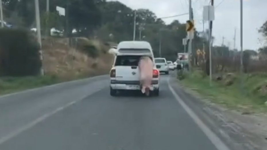 ALO LJUDI,  ISPADE VAM SVINJA!  Urnebesan snimak širi se društvenim mrežama (VIDEO)