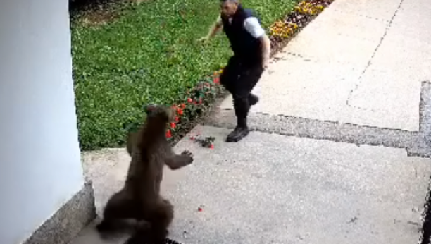 Medved napao radnika obezbeđenja, najurili ga psi  (VIDEO)
