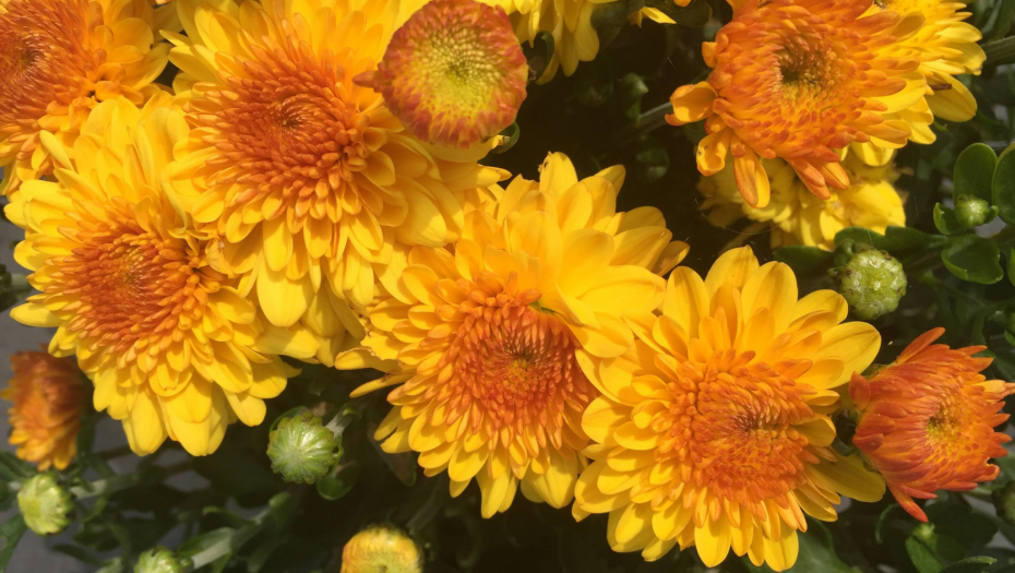 HRIZANTEMA - LEPOTICA AZIJE Nosi jaku simboliku, povezana je sa Suncem, ima svoj festival, ...