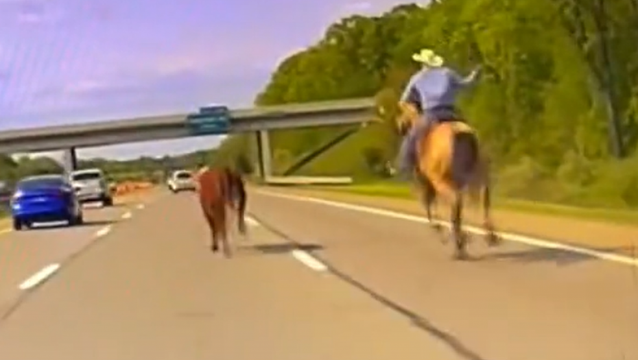 OVO NIJE REALNO: KAUBOJ VITLA LASOM NA SRED AUTO-PUTA! Jurio vola, nastala opšta pometnja! (VIDEO)