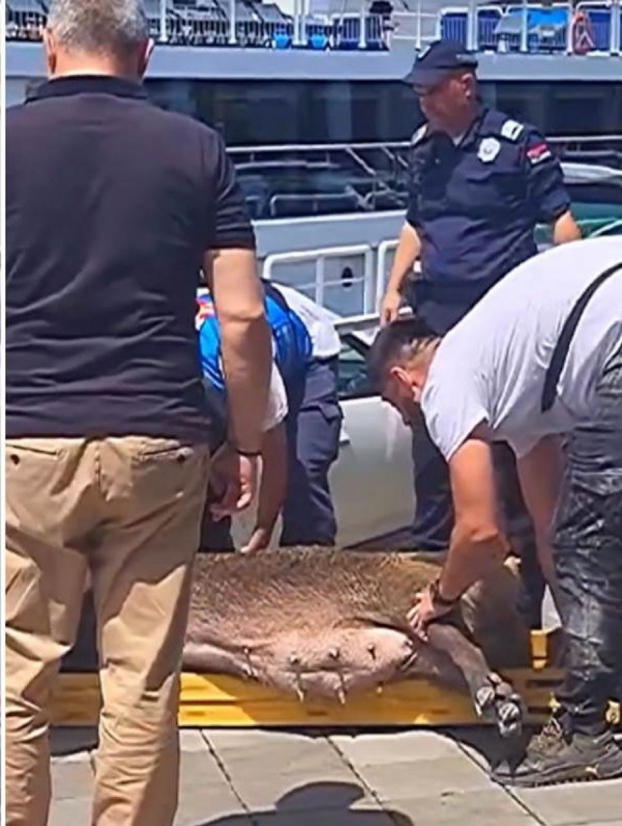 divlje svinje šetaju gradom