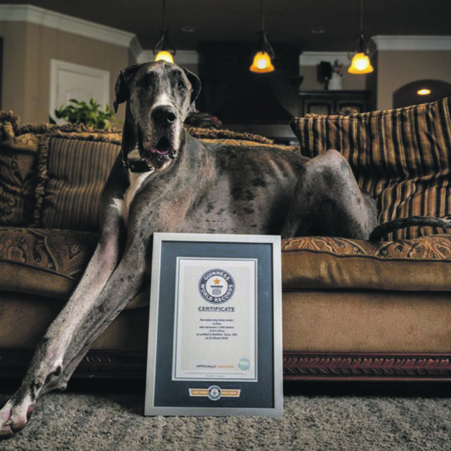 Najveći pas na svetu/Ginisova knjiga rekorda