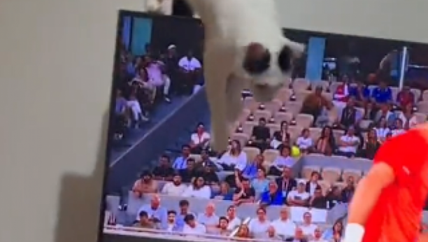 Mačka ometa gazdu dok gleda Novaka