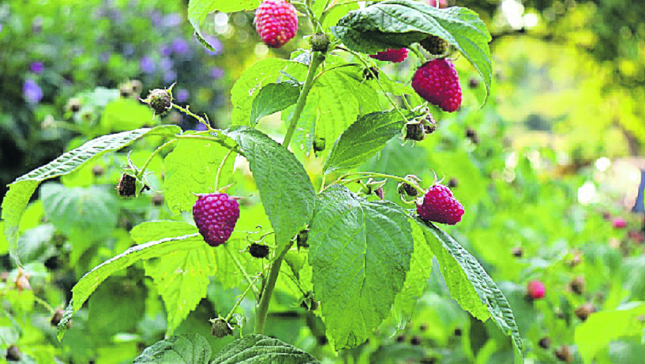 grad desetkovao maline u Srbiji