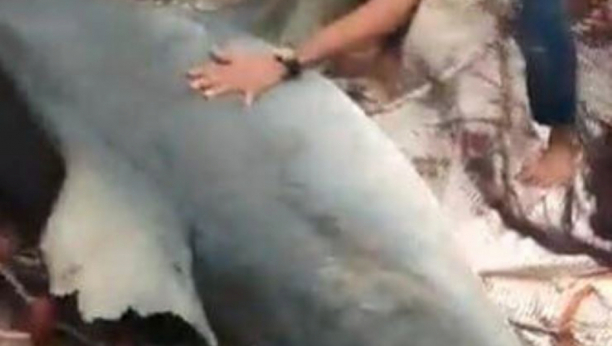 Ajkula ubila turistu u Hurgadi