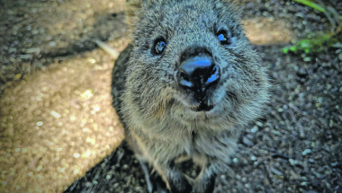 Kvoka, životinja s licem koje se smeši