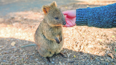 Kvoka, životinja s licem koje se smeši