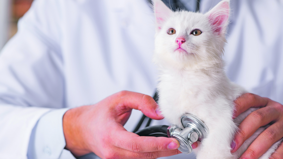 Cica-mace velike su face