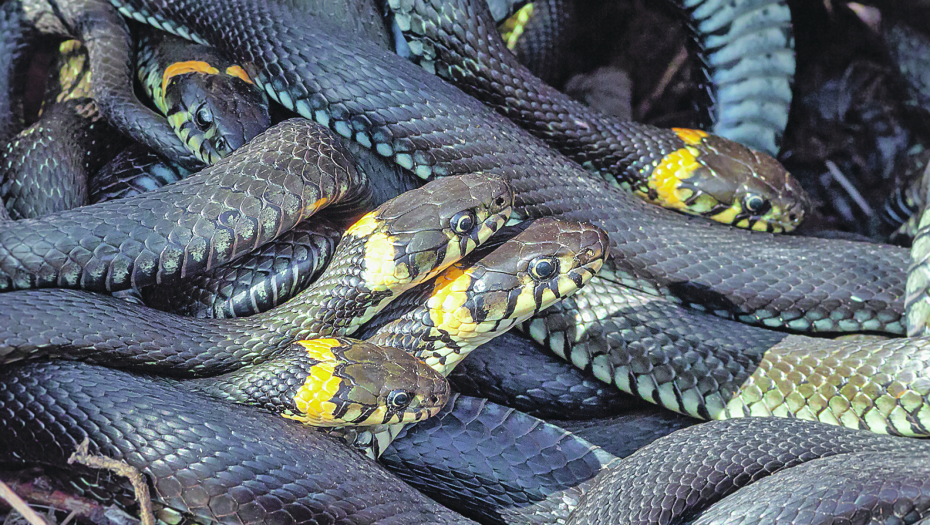 invazija zmija u Srbiji