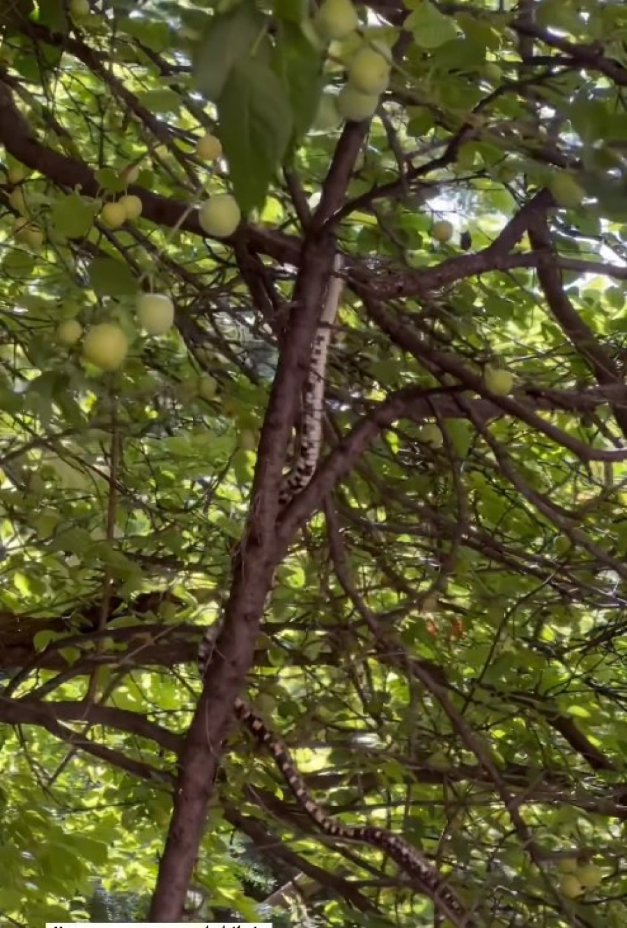 invazija zmija u Srbiji