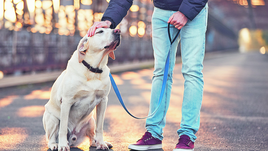 Učenje psa na povodac