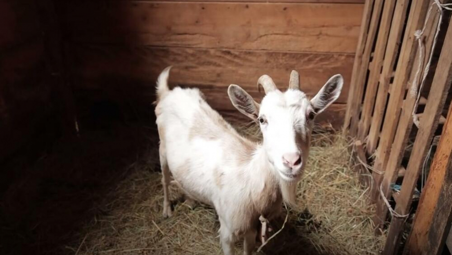 FOTO: PRINTSCREEN YOUTUBE/RTS SASVIM PRIRODNO - ZVANIČNI KANAL