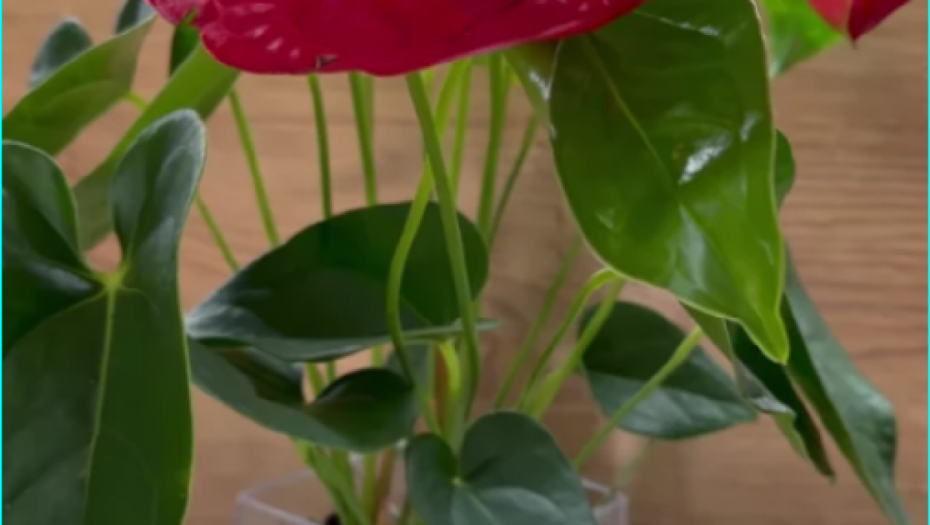 Tara Simov dobila poklon od svekra 