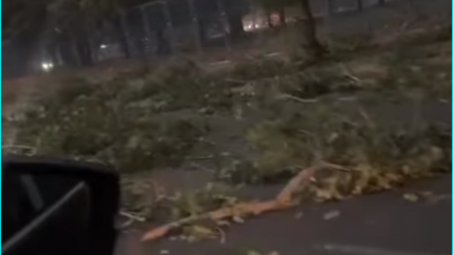 Milica snimila trenutak dok pada drveće 