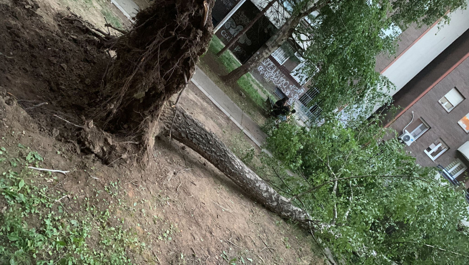 Foto: Alo!/Olivera Konatar