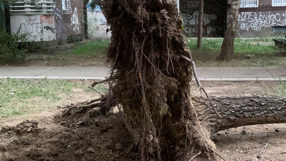 Foto: Alo!/Olivera Konatar