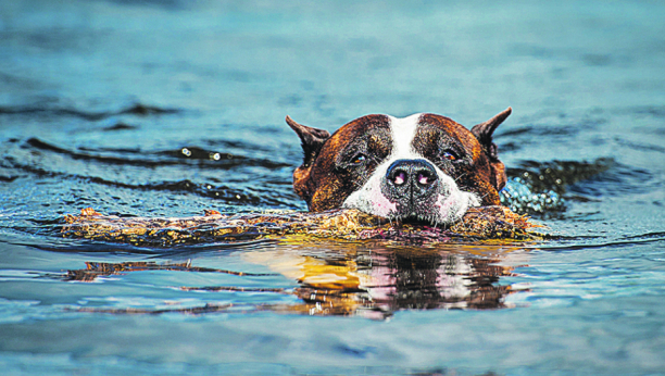 Pas pliva u vodi