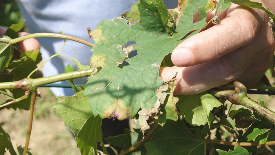 uništen rod grožđa
