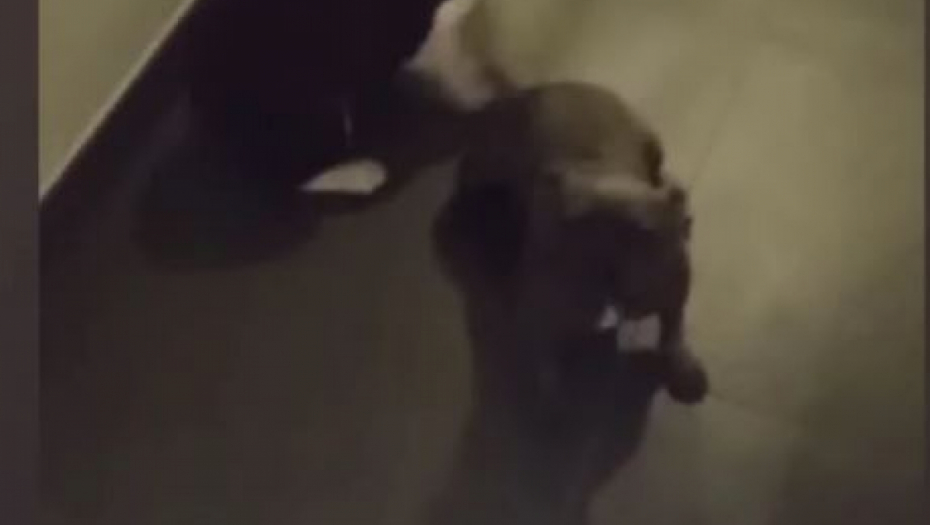 Ani Ćurčić demoliran stan 