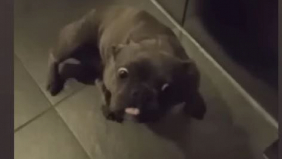 Ani Ćurčić demoliran stan 