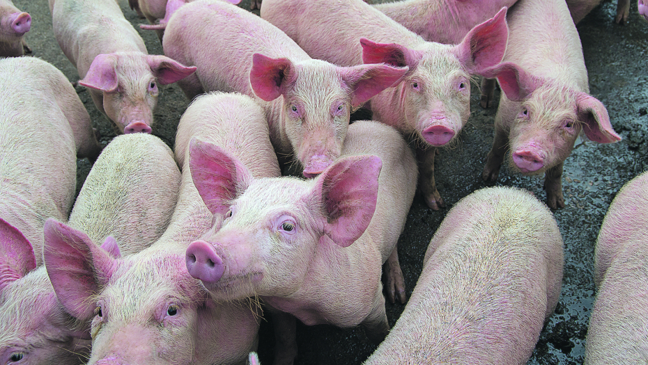 afrička kuga svinja