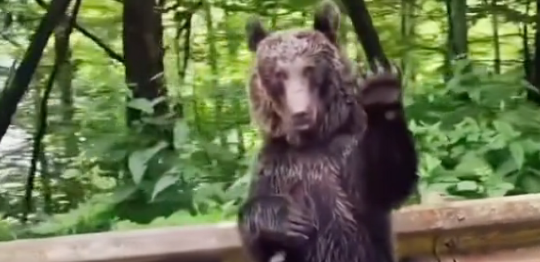 Medved maše prolaznicima u Rumuniji