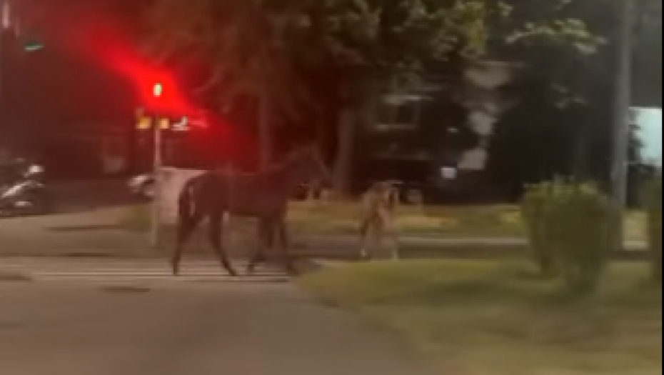 auto udario dva konja