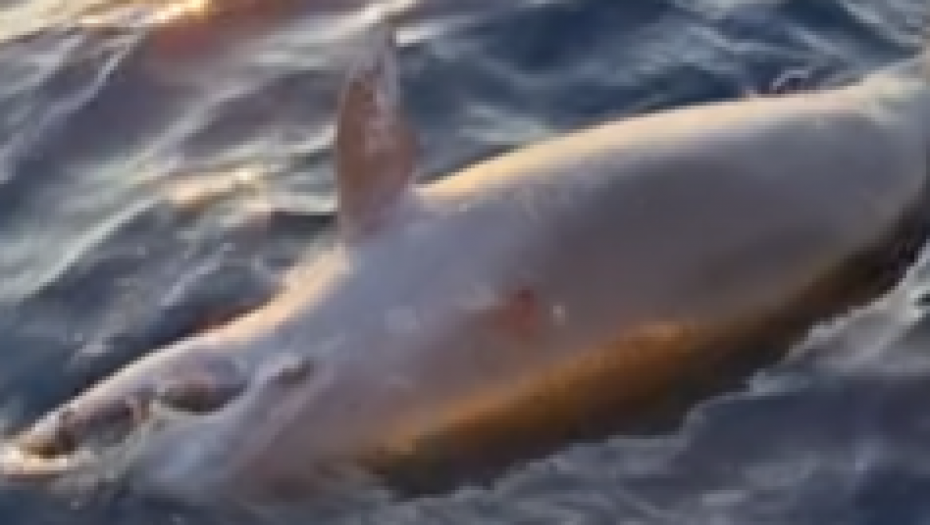 mrtav delfin