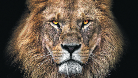 Lav je pobegao iz privatnog zoološkog vrta i napao čoveka u blizini Praga, piše Novinki pozivajući se na lokalnu policiju.