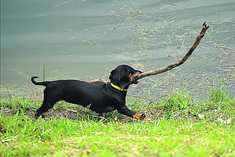 Jazavičar nosi granu