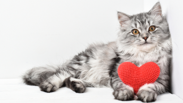 Znaci da vas mačka voli