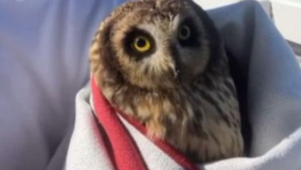 Sova na ribarskom štapu