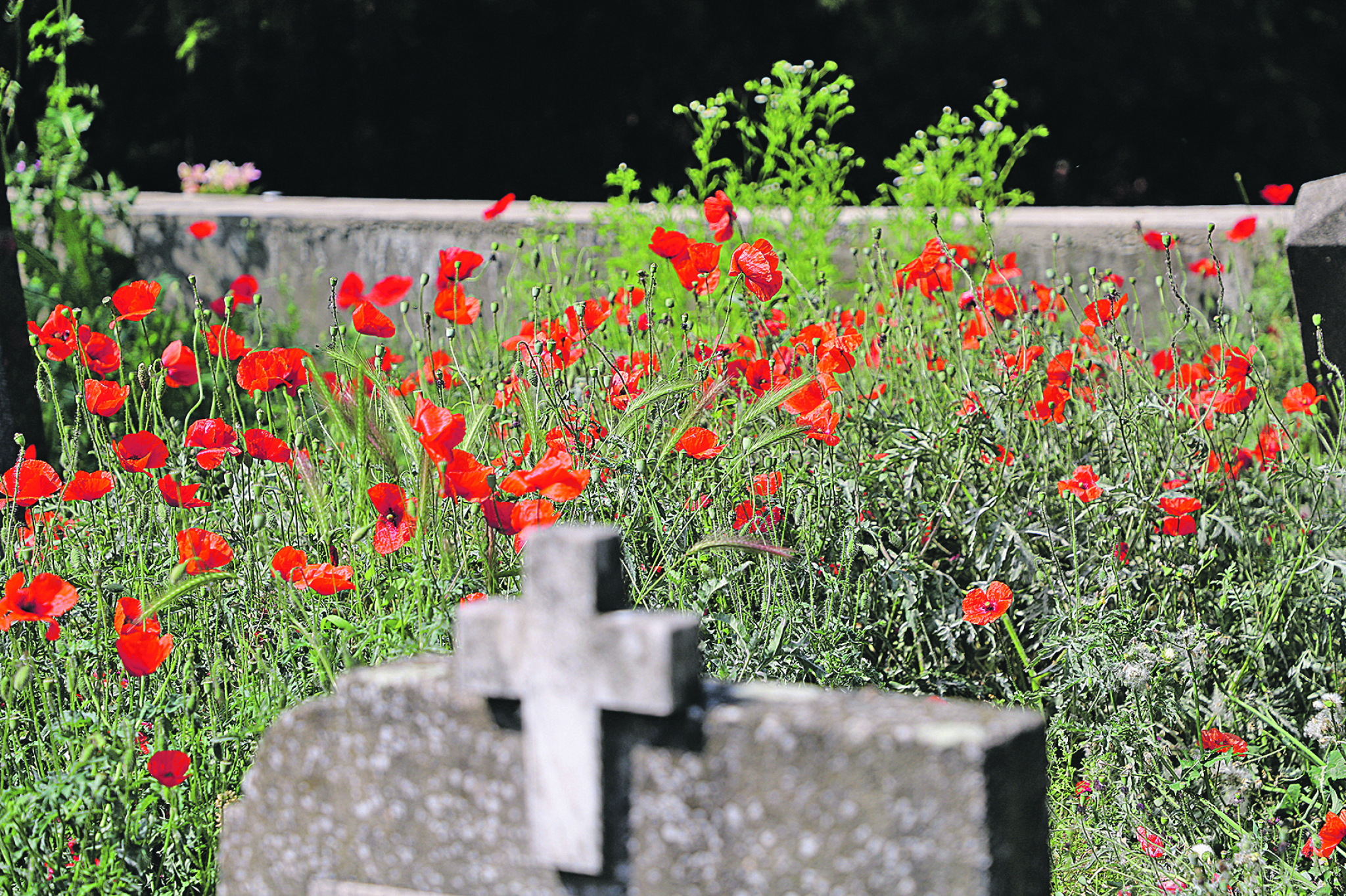 Nova grobna mesta i nova groblja u Beogradu