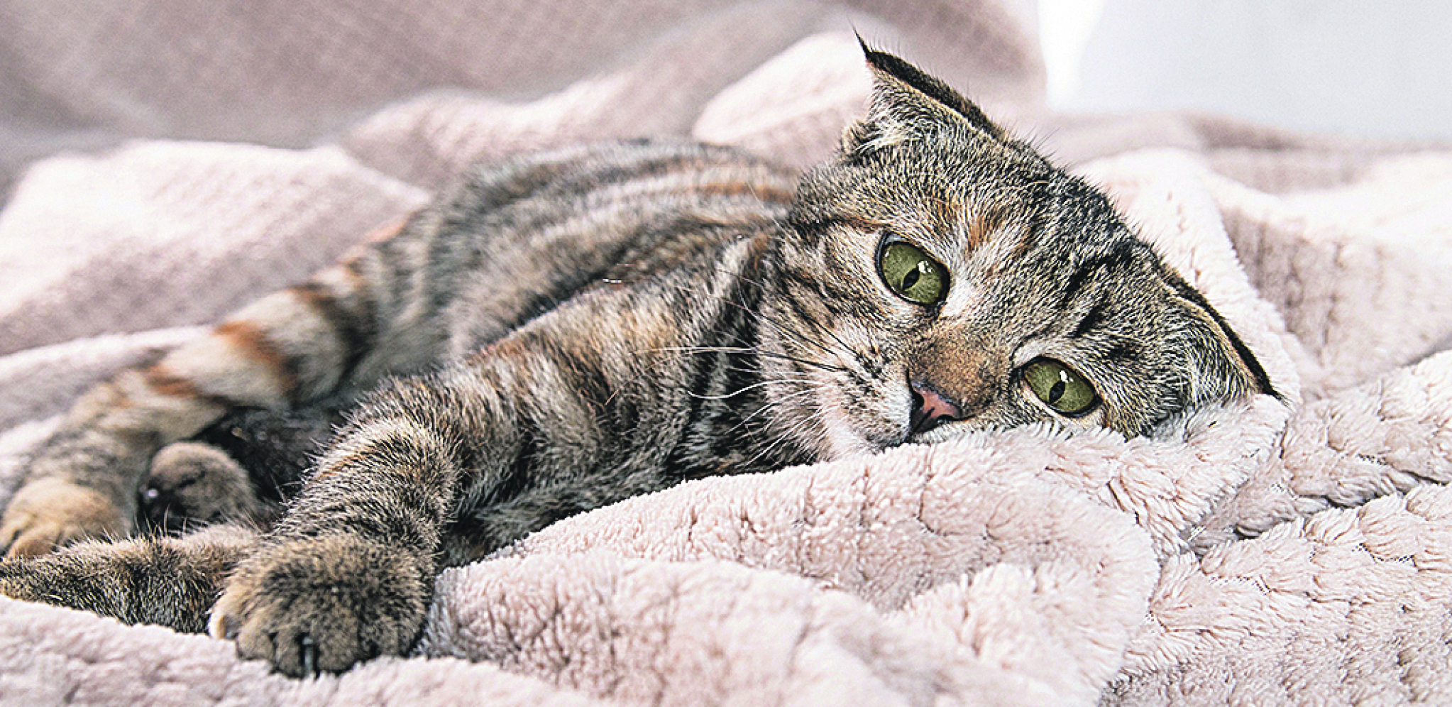 zarazne bolesti kod mačaka