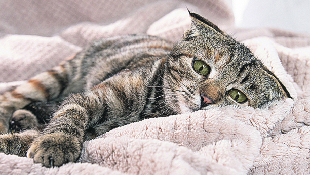 zarazne bolesti kod mačaka