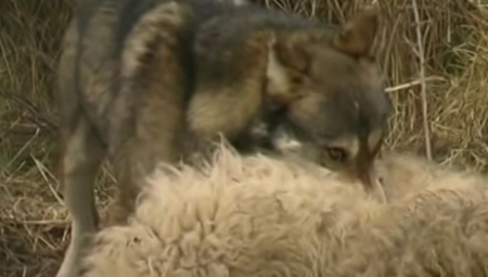VUK NAPAO DETE (5) U SELU KOD ŠTRPCA Meštani u ozbiljnom strahu od divljih zveri