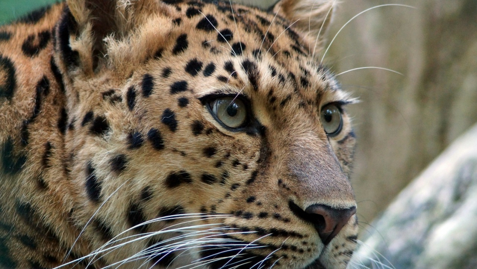 Mladunče leoparda