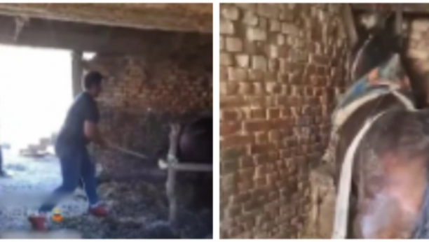 konj prebijen letvom