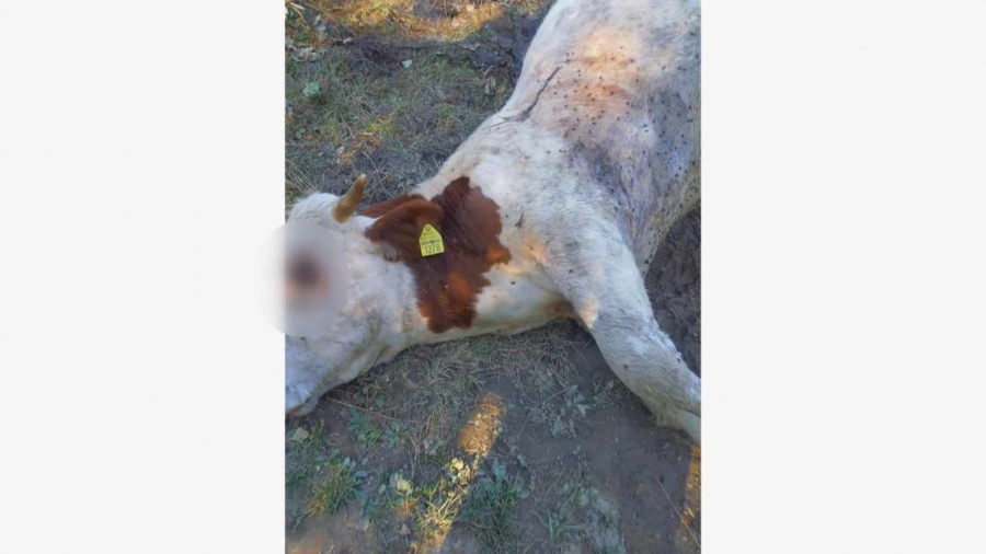 Šakal napravio pokolj