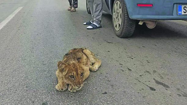 pronađeno mladunče lava