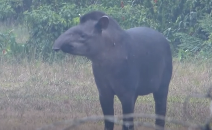 Tapir