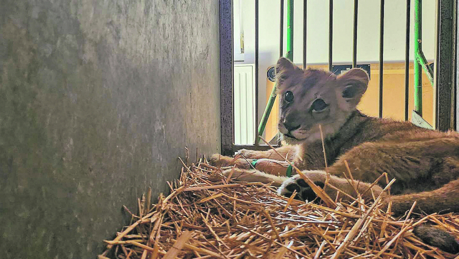 Lavica pronađena kod Subotice