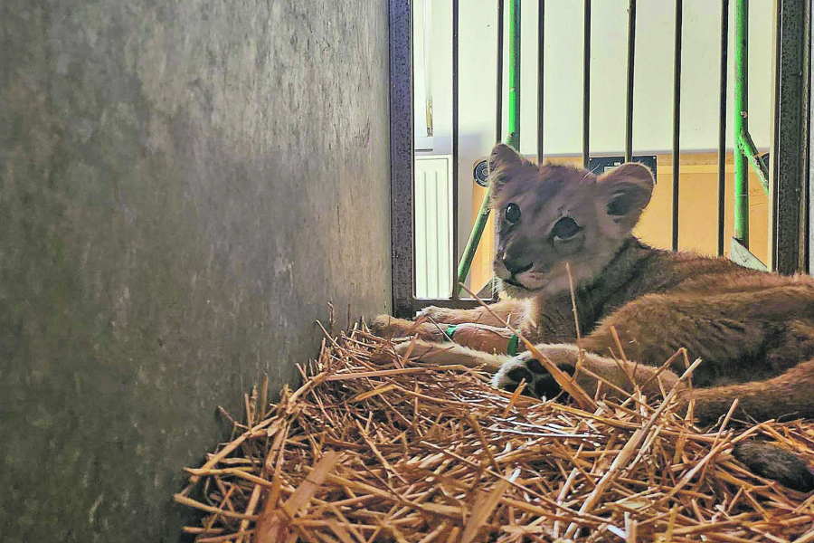 mladunče lava nađeno u Subotici
