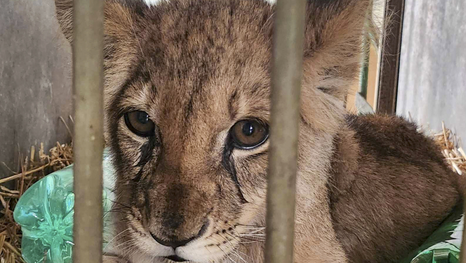 mladunče lava nađeno u Subotici