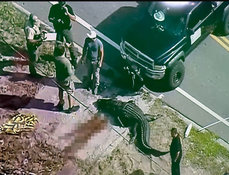 Aligator nosi telo čoveka