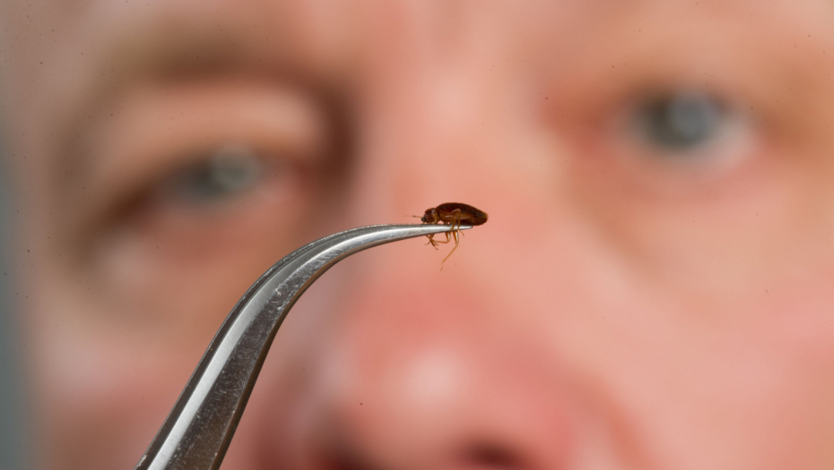 Stenica na ljudskoj koži