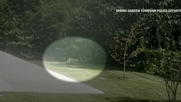 mačka za koju su mislili da je puma